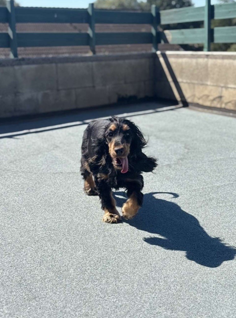 Valentina belleroc Du Domaine De La Pruneraie