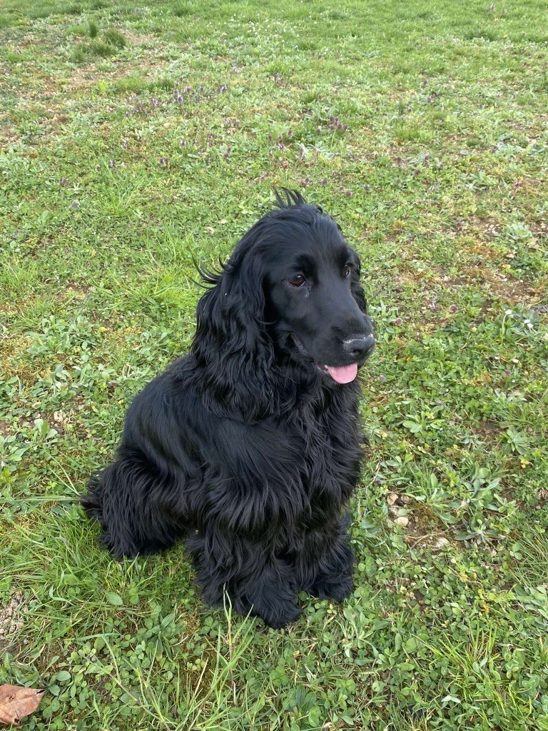 Veronika belleroc Du Domaine De La Pruneraie