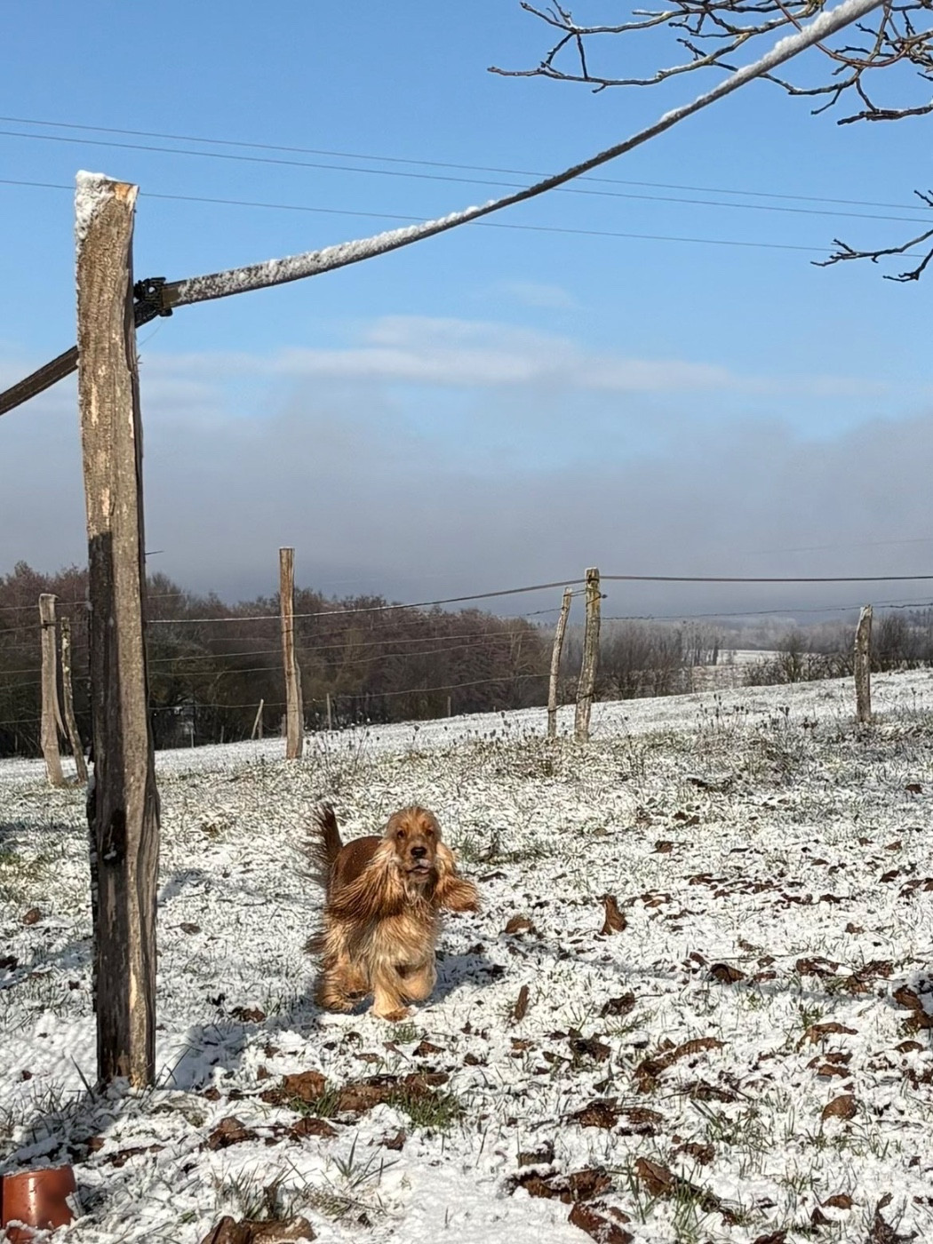 Valkyrie Dream Of Best In Show