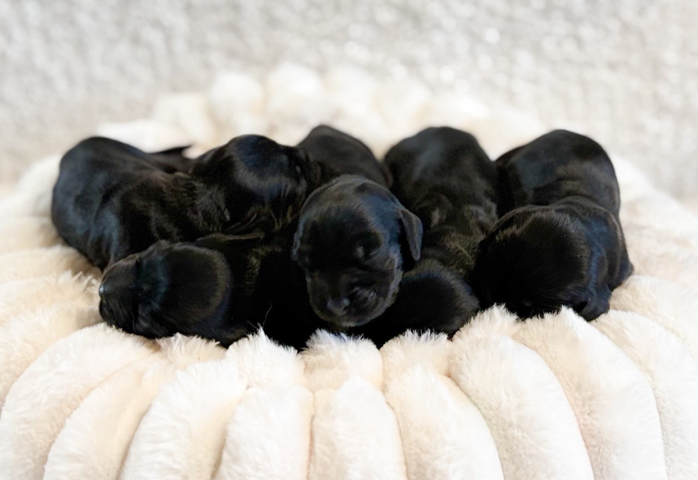 Du Clan De La Truffe D'or - Chiots disponibles - Cocker Spaniel Anglais