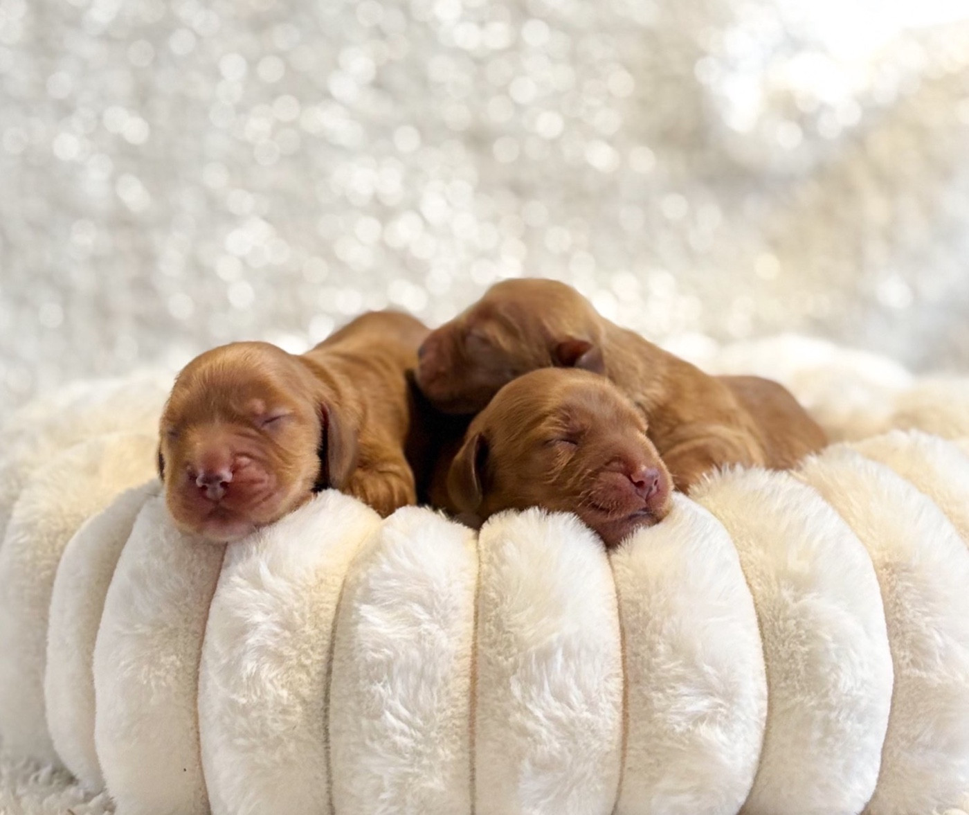 Du Clan De La Truffe D'or - Chiots disponibles - Cocker Spaniel Anglais