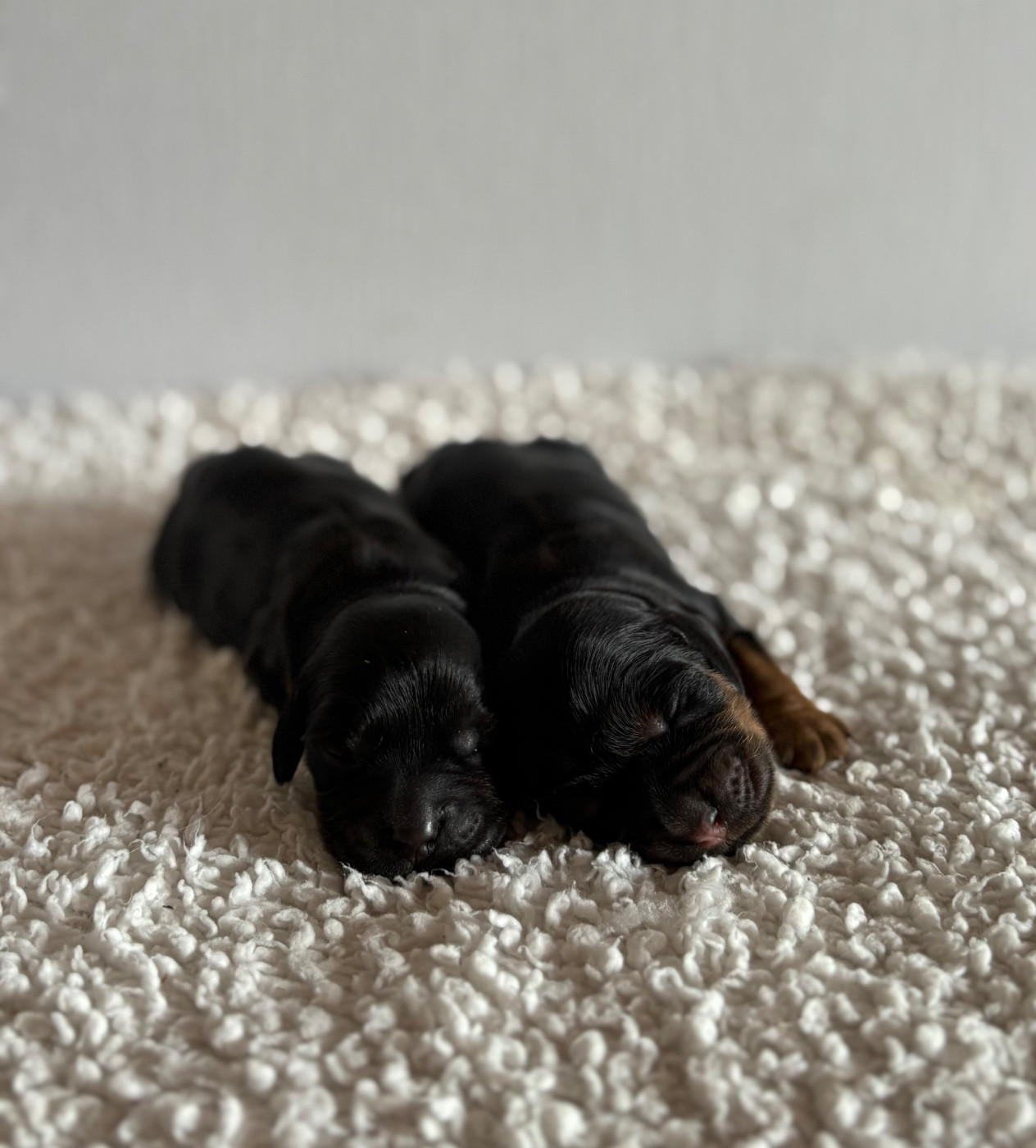 Du Clan De La Truffe D'or - Chiots disponibles - Cocker Spaniel Anglais