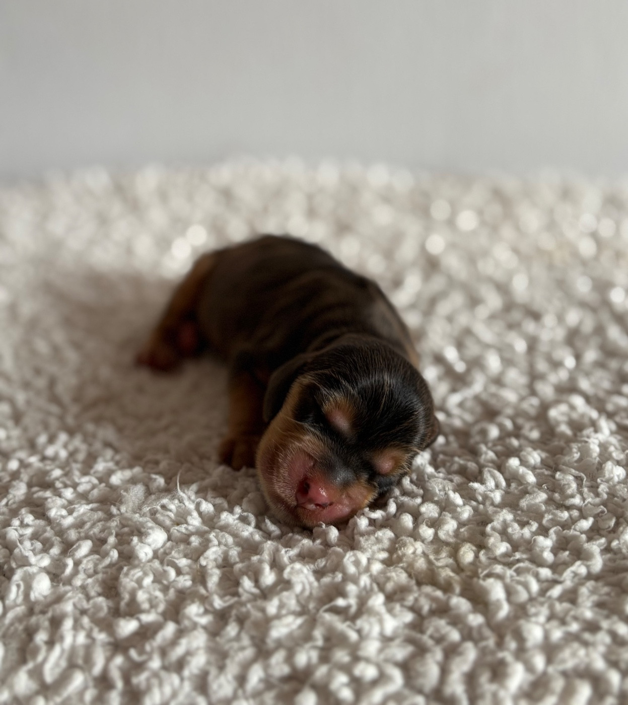 Du Clan De La Truffe D'or - Chiots disponibles - Cocker Spaniel Anglais