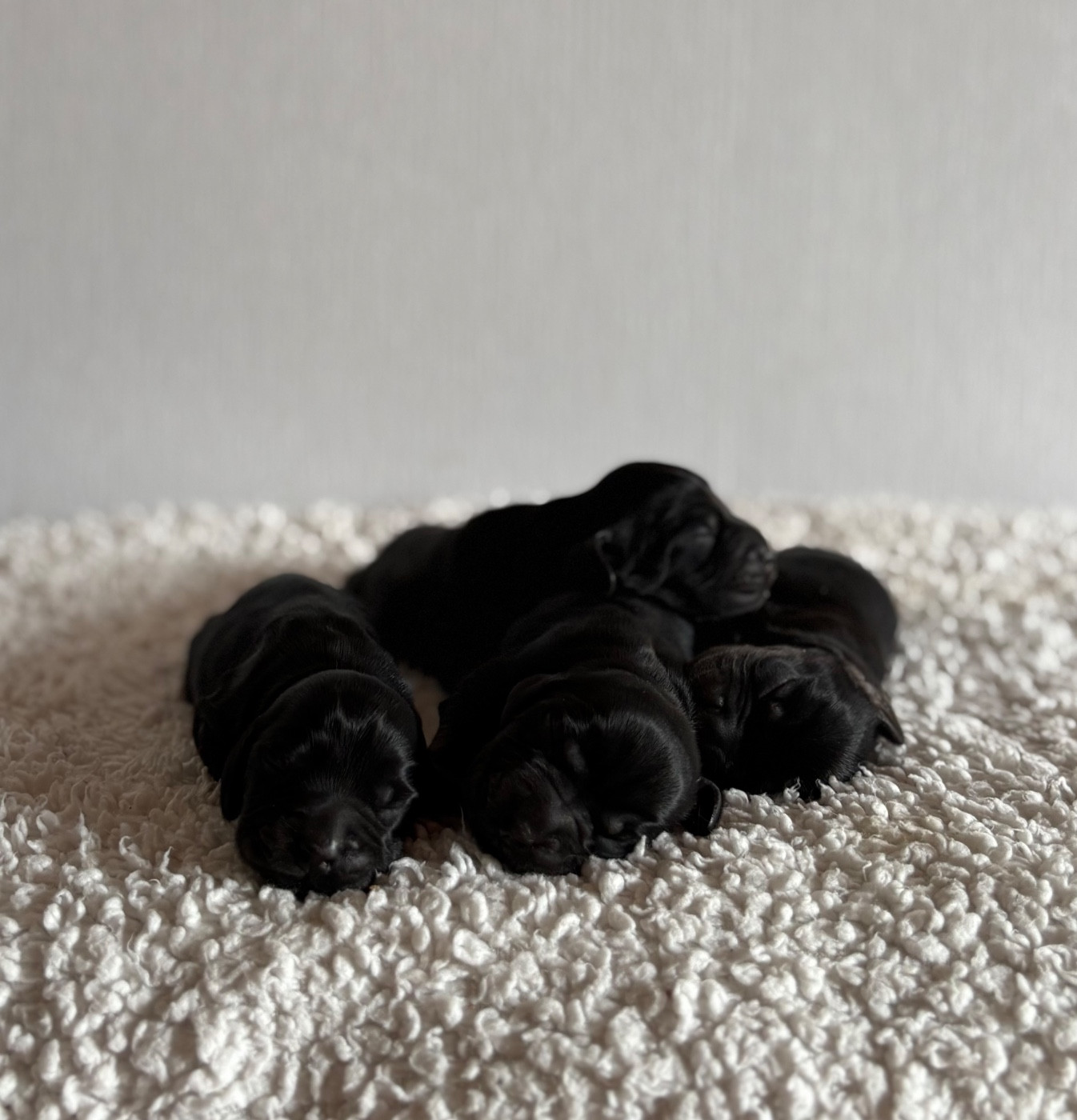 Du Clan De La Truffe D'or - Chiots disponibles - Cocker Spaniel Anglais