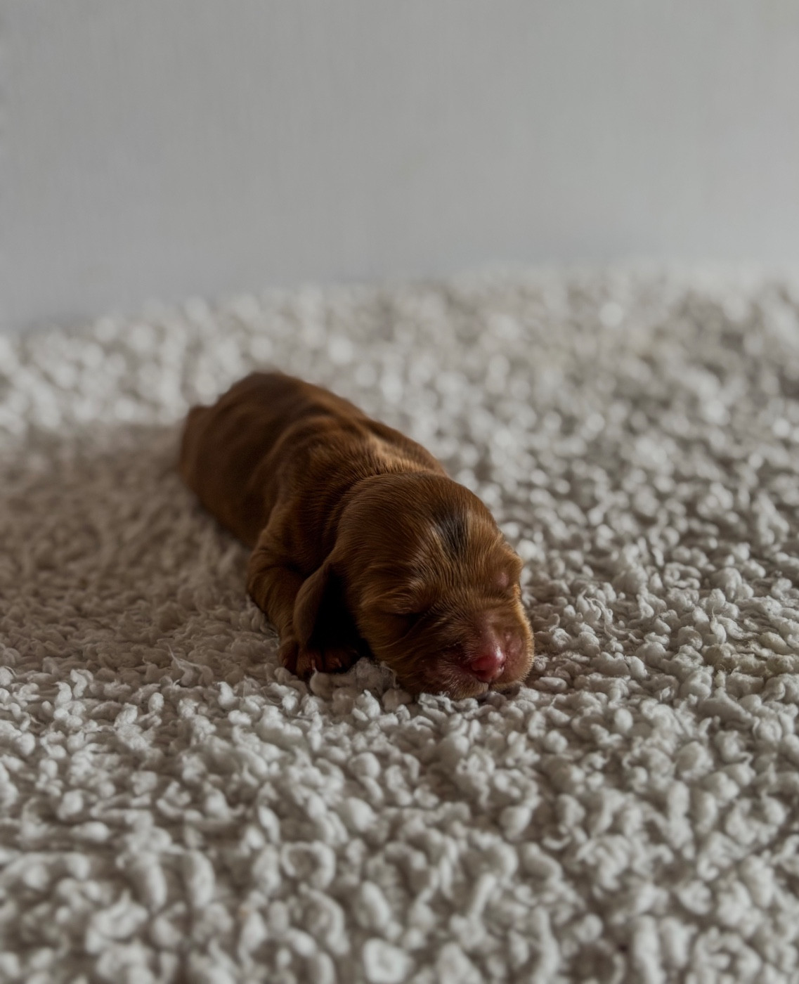 Du Clan De La Truffe D'or - Chiots disponibles - Cocker Spaniel Anglais