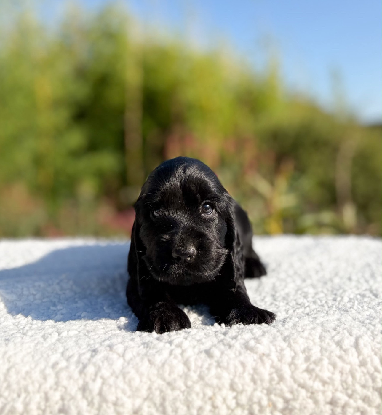 Du Clan De La Truffe D'or - Chiots disponibles - Cocker Spaniel Anglais