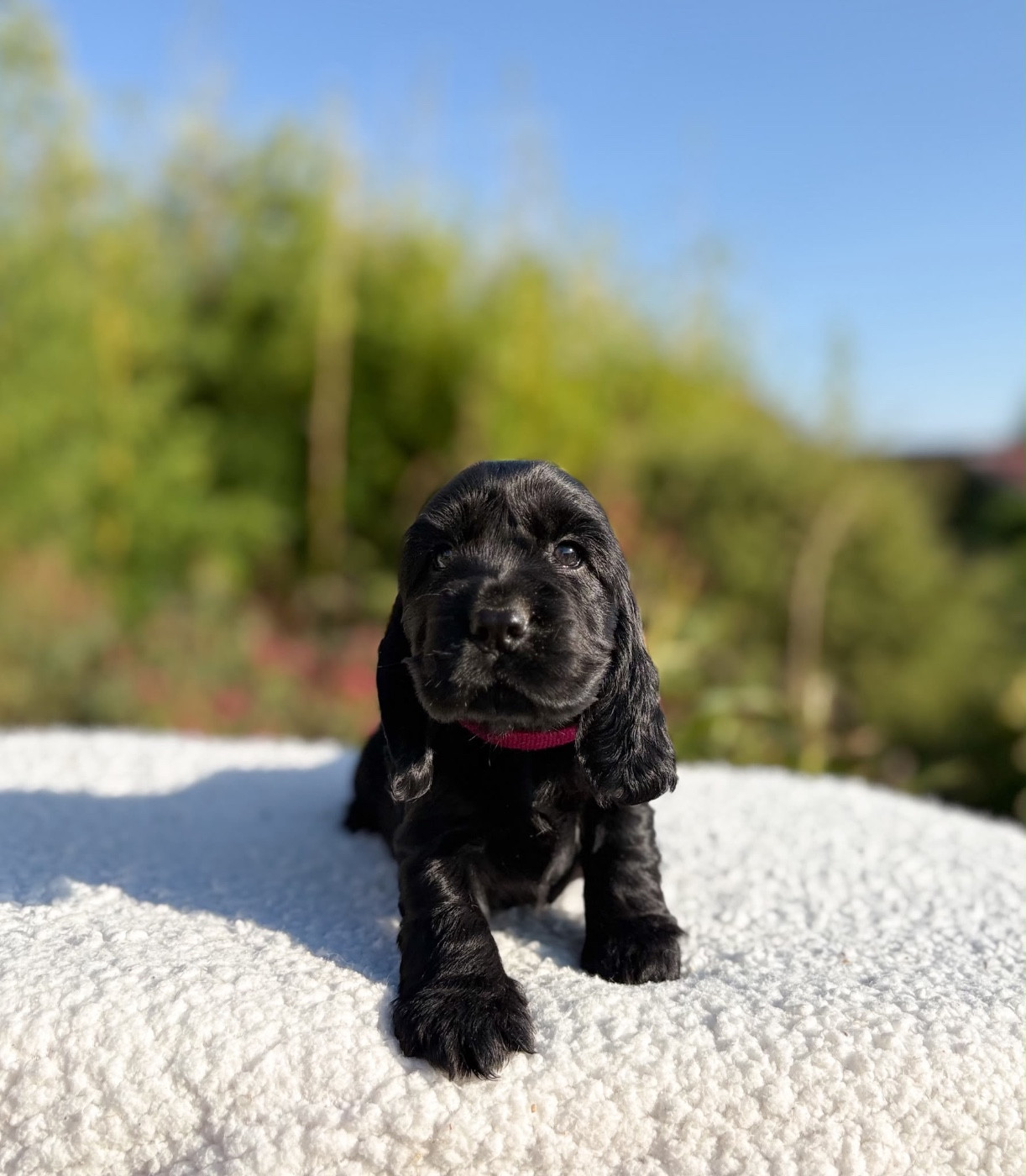 Du Clan De La Truffe D'or - Chiots disponibles - Cocker Spaniel Anglais
