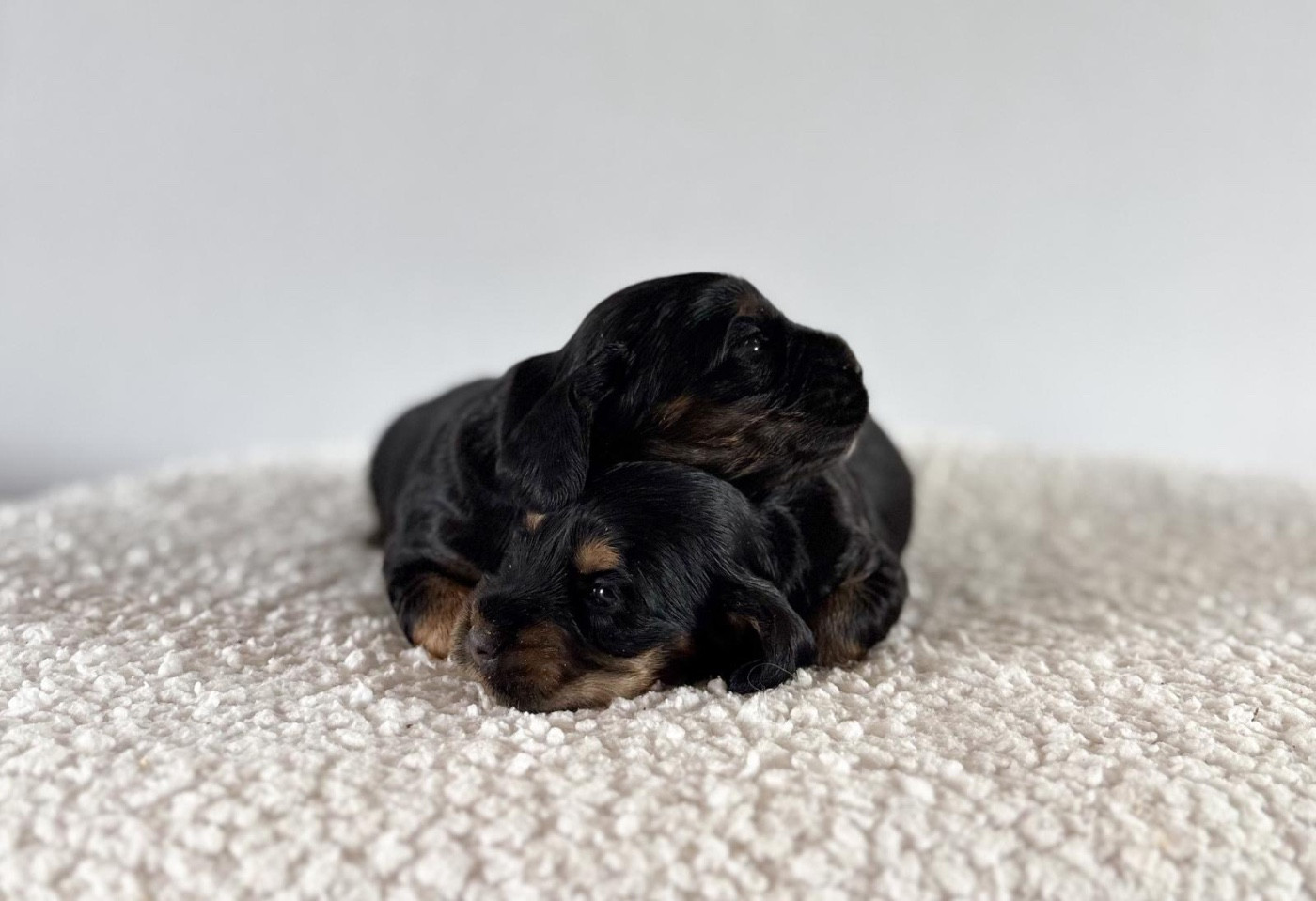 Du Clan De La Truffe D'or - Chiots disponibles - Cocker Spaniel Anglais