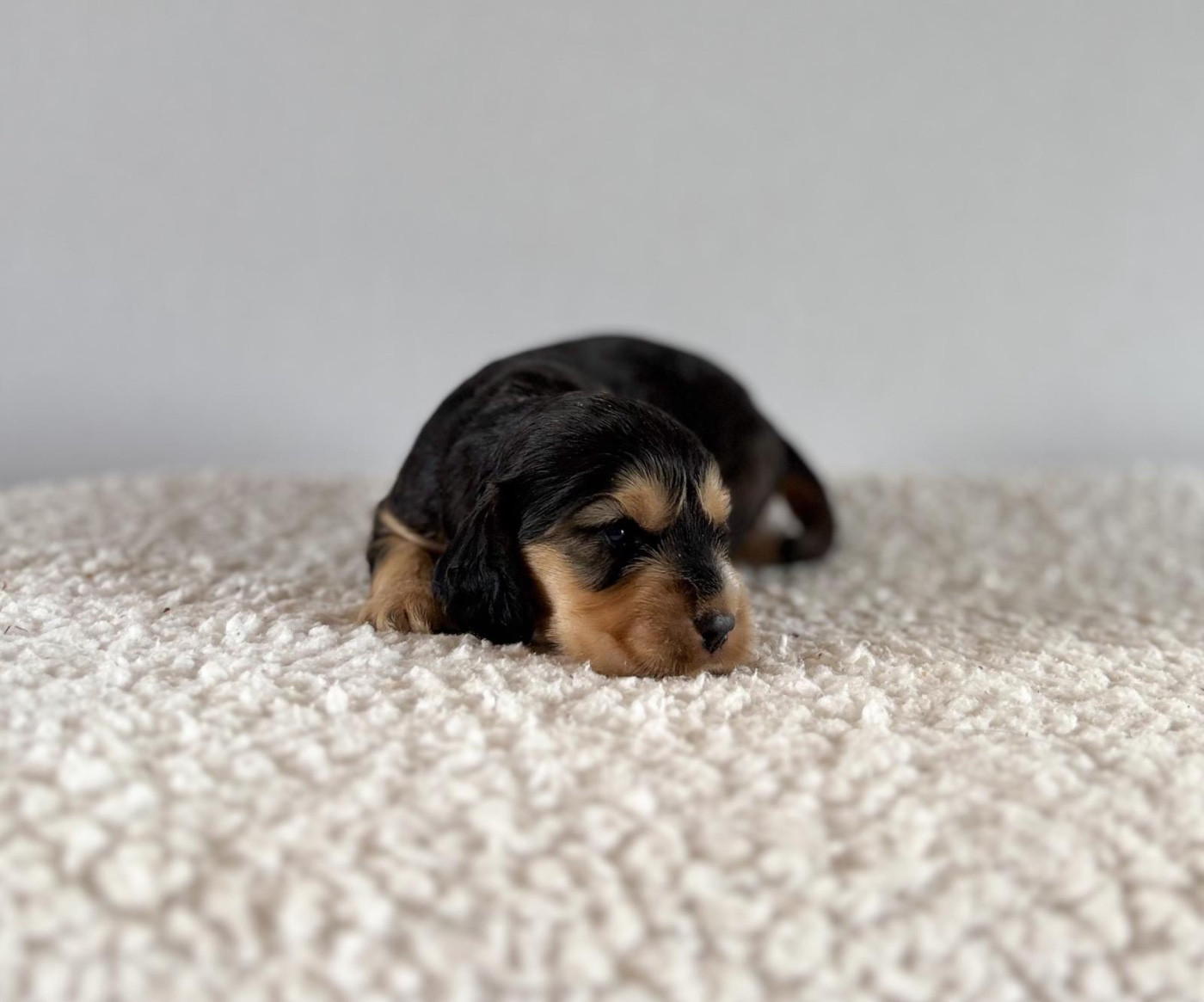 Du Clan De La Truffe D'or - Chiots disponibles - Cocker Spaniel Anglais
