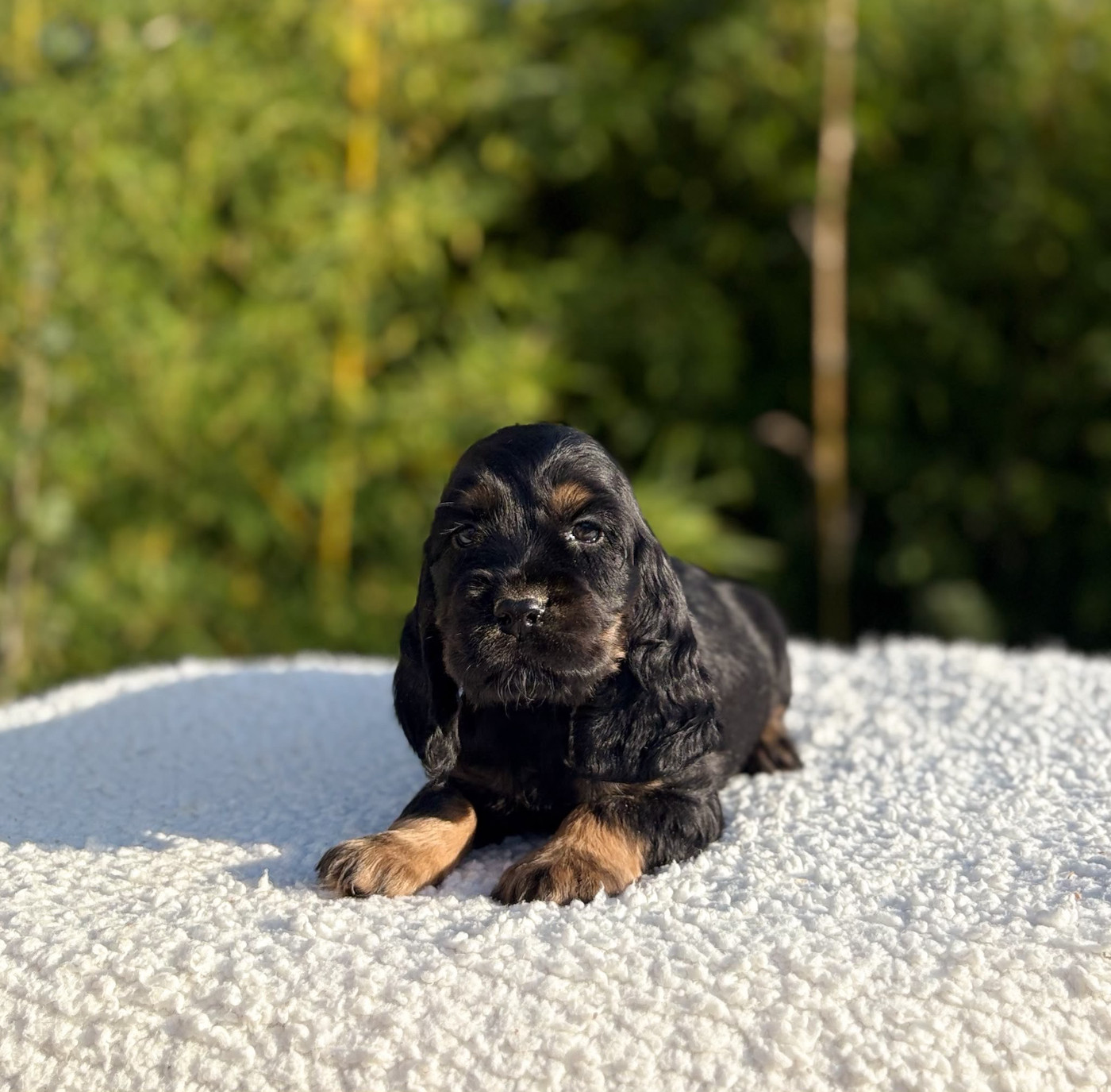 Du Clan De La Truffe D'or - Chiots disponibles - Cocker Spaniel Anglais