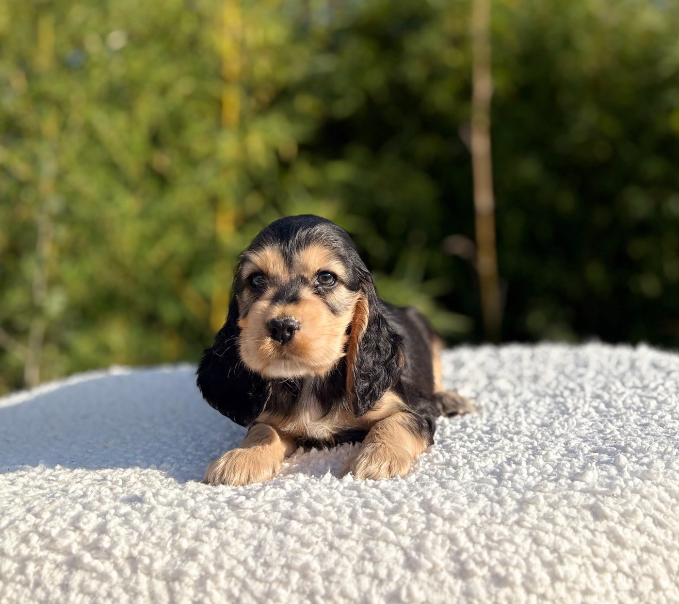 Du Clan De La Truffe D'or - Chiots disponibles - Cocker Spaniel Anglais
