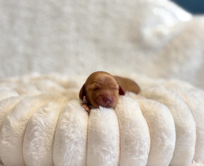 CHIOT FEMELLE GOLDEN